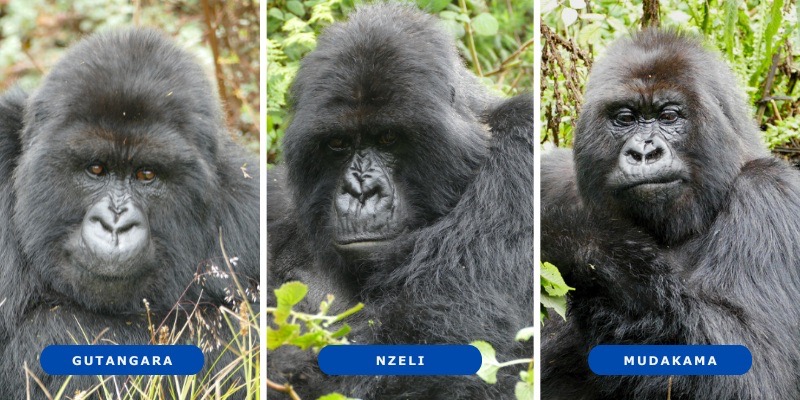 Gorilla