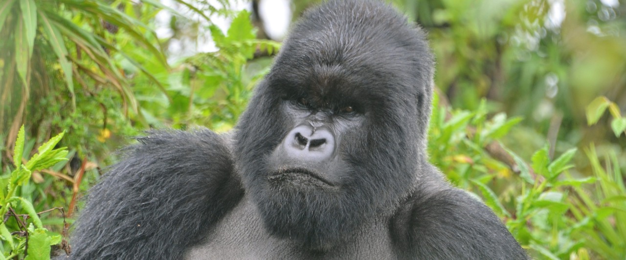 Gorilla