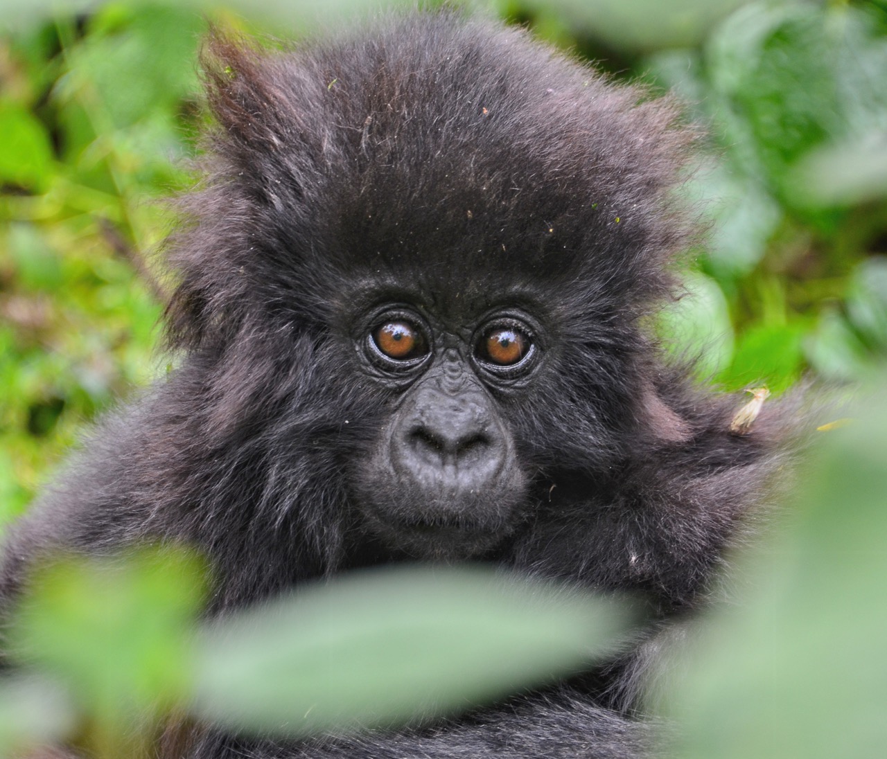 Gorilla