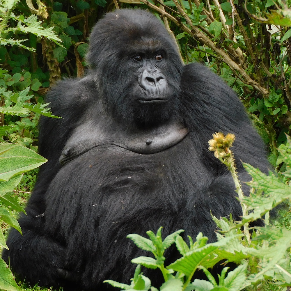 Taraja - a strong female gorilla 
