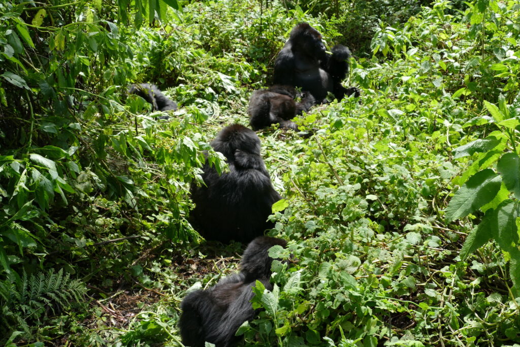 Gorilla
