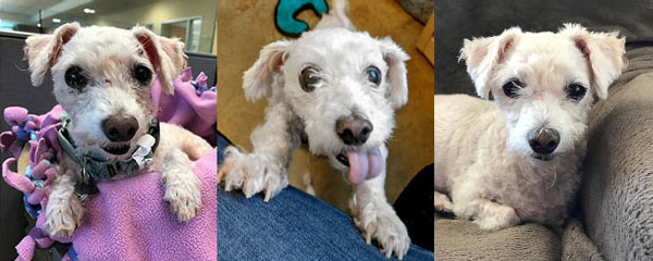 Three photos of Honey, a senior poodle mix