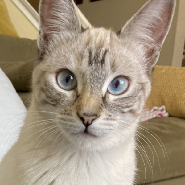 Lina - kitten with blue eyes