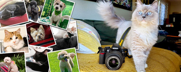 A collage of pet photos next to a cat posed alongside a DSLR camera