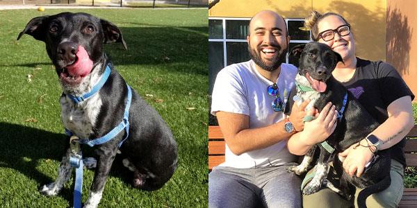 Three-legged Border Collie mix with his smiling adopters