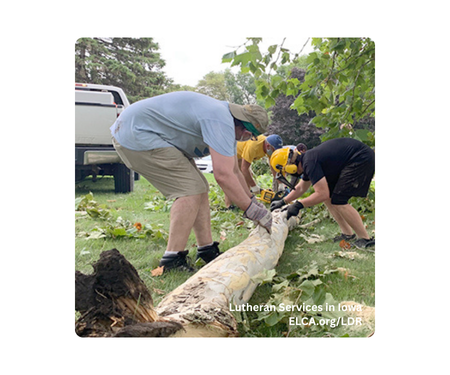 people moving a fallen tree