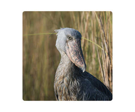 The image features a shoebill stork standing in a natural habitat with tall grass in the background. The bird is facing the camera with its head turned slightly to the left. 