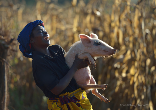 Piglet Life Guard Home | ELCA Good Gifts