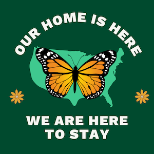 Green square graphic with a lighter green outline of the contiguous United States in the middle and a monarch butterfly covering most of the country. text says 'our home is here' and 'we are here to stay'. two small flowers are on the right and left edges of the graphic.