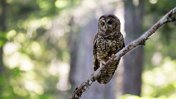 female spotted owl