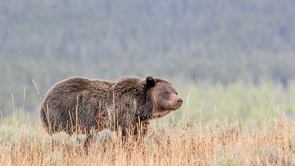 Grizzly bear in a grassy field
