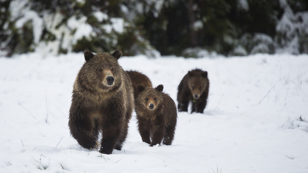 Speak Up For Grizzly Bears =?utf-8?Q?=F0=9F=90=BB?=