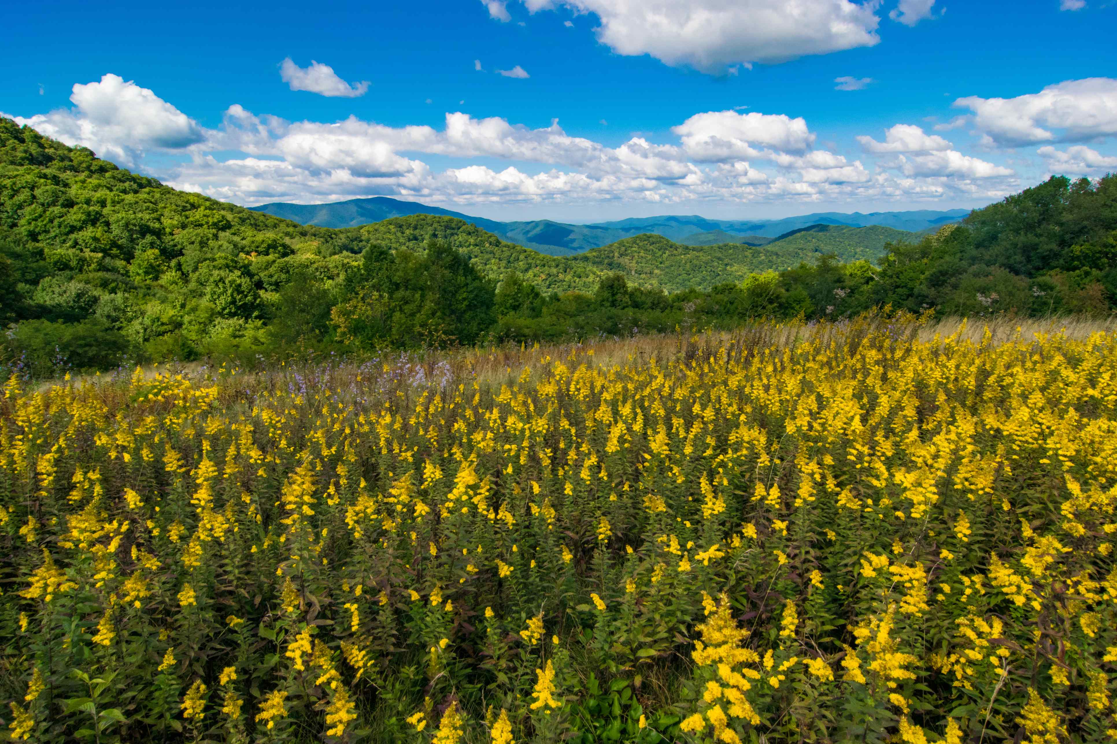Yellow flowers in Great Smoky Mountains National Park