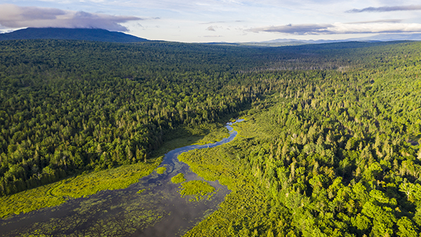 forested scenery with a river running through