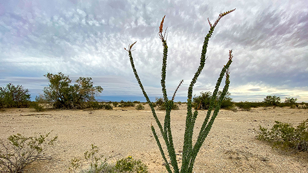 Ocotillo plant in the California desert