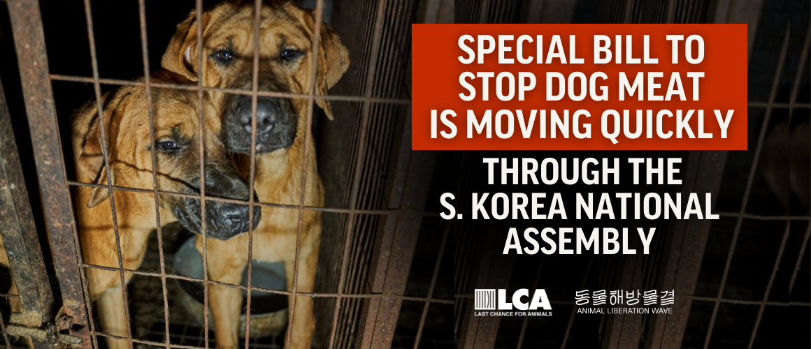 Stop Dog Meat Bill moving quickly