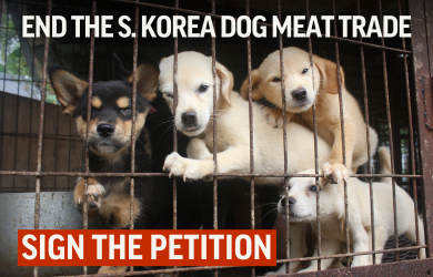 End Dog Meat Trade Petition