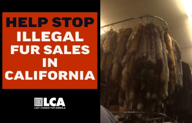 help stop illegal fur sales in california