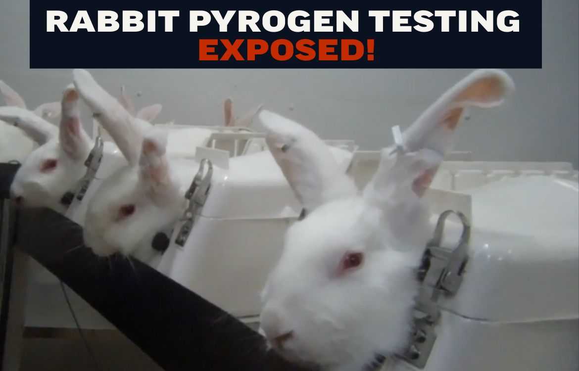 End Animal Testing | Last Chance for Animals
