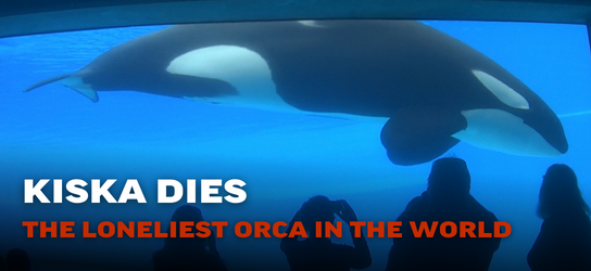 Kiska Dies the Loneliest Orca in the World