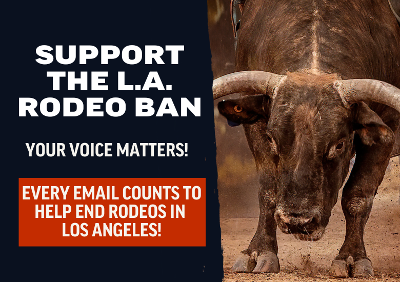 Support the L.A. Rodeo Ordinance | Last Chance for Animals