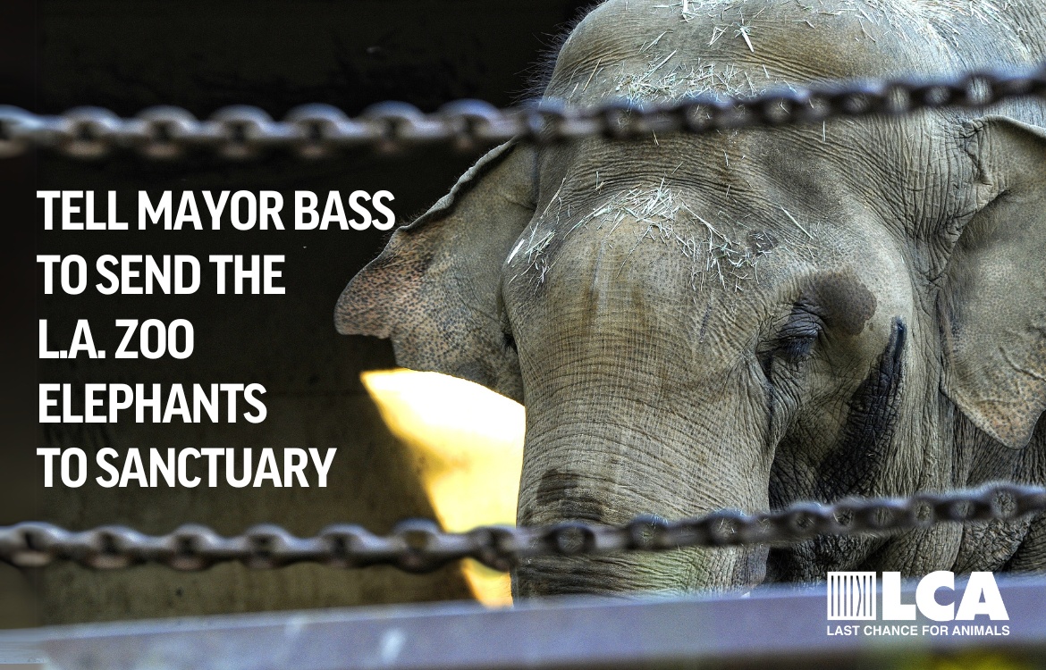 send the LA Zoo elephants to sanctuary