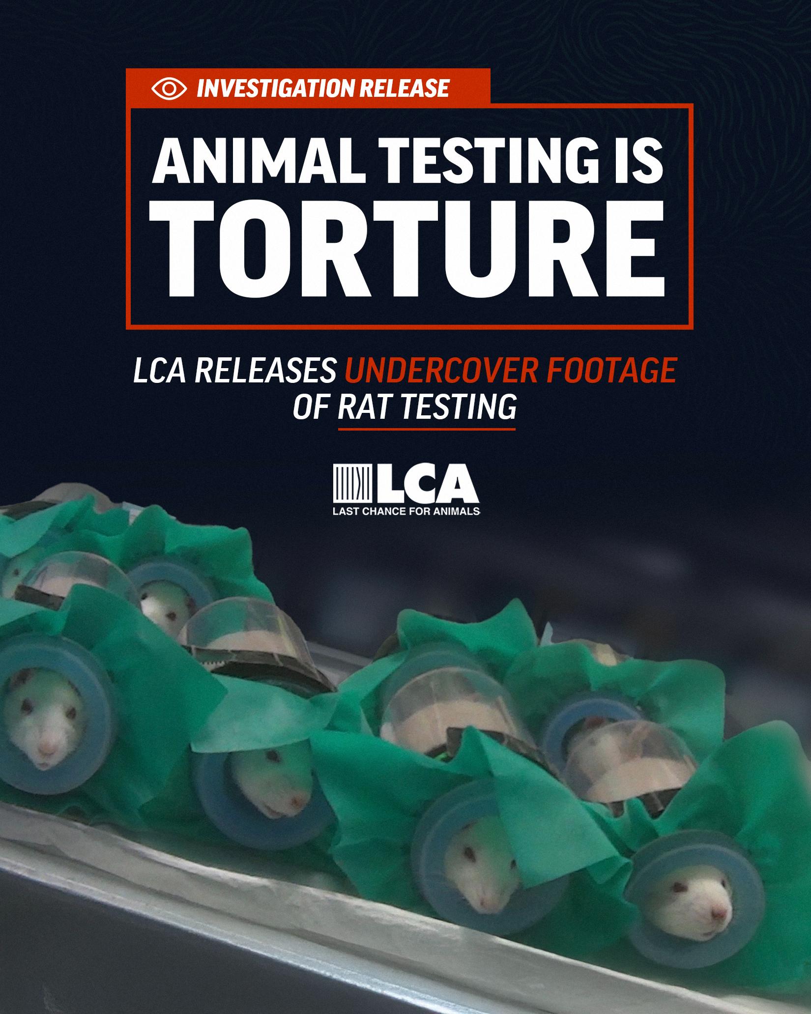 Rat Testing Sign Animal testing is torture | Last Chance for Animals