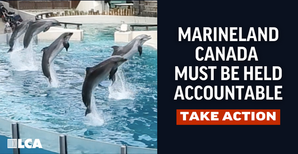 Hold Marineland Canada Accountable