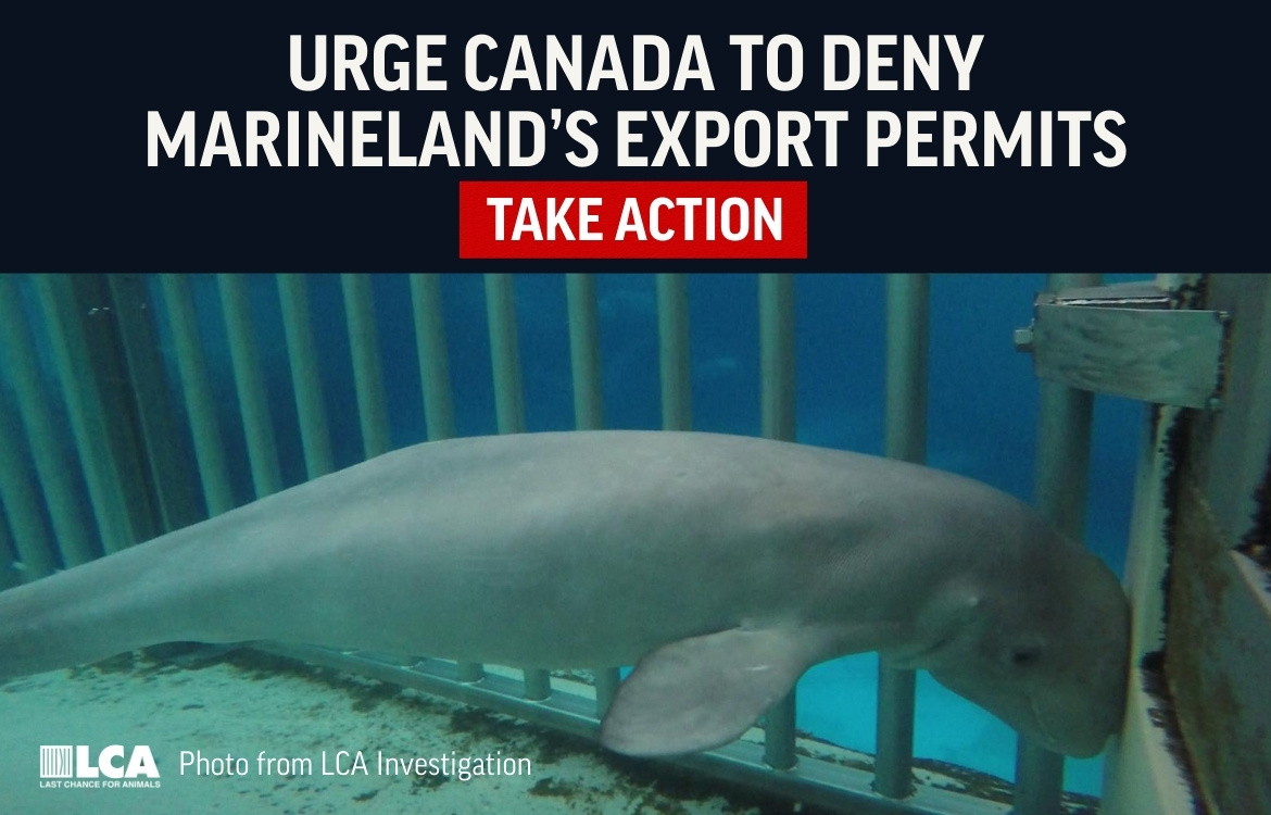 urge canada to deny marinelands export permits