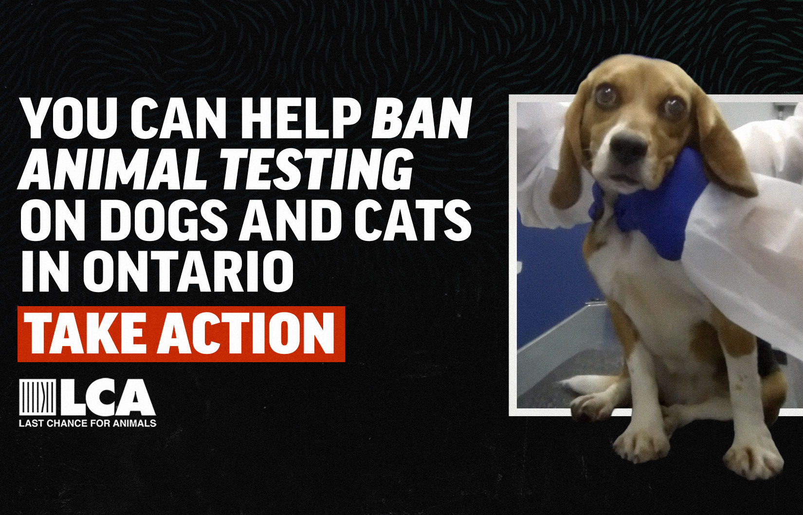 take action and help pass animal testing bill