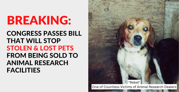 Congress passed bill that will stop stolen and lost dogs from being sold to animal research facilities.