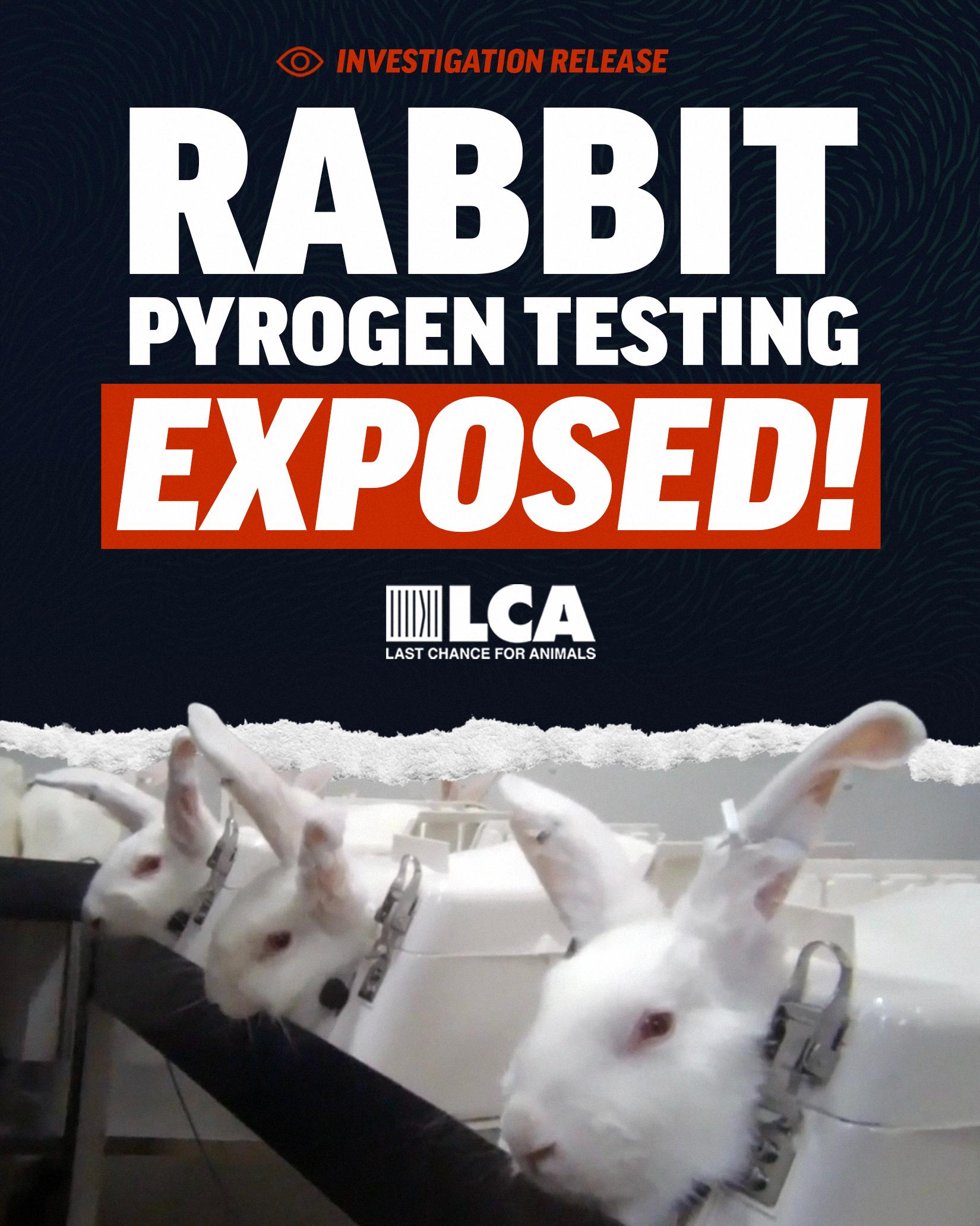 End Animal Testing | Last Chance for Animals