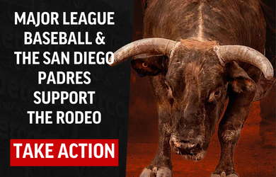 Stop the Rodeo in San Diego