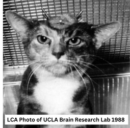 UCLA Braine Research Lab 1988