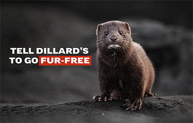 Tell Dilard's to go fur-free