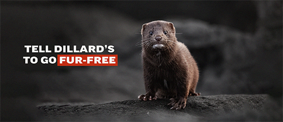 Tell Dillard's to go fur-free