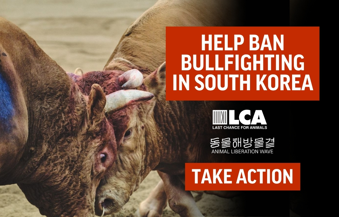 sign the petition to ban bullfighting