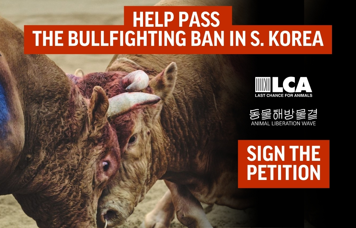 help pass the bullfighting ban in s. korea