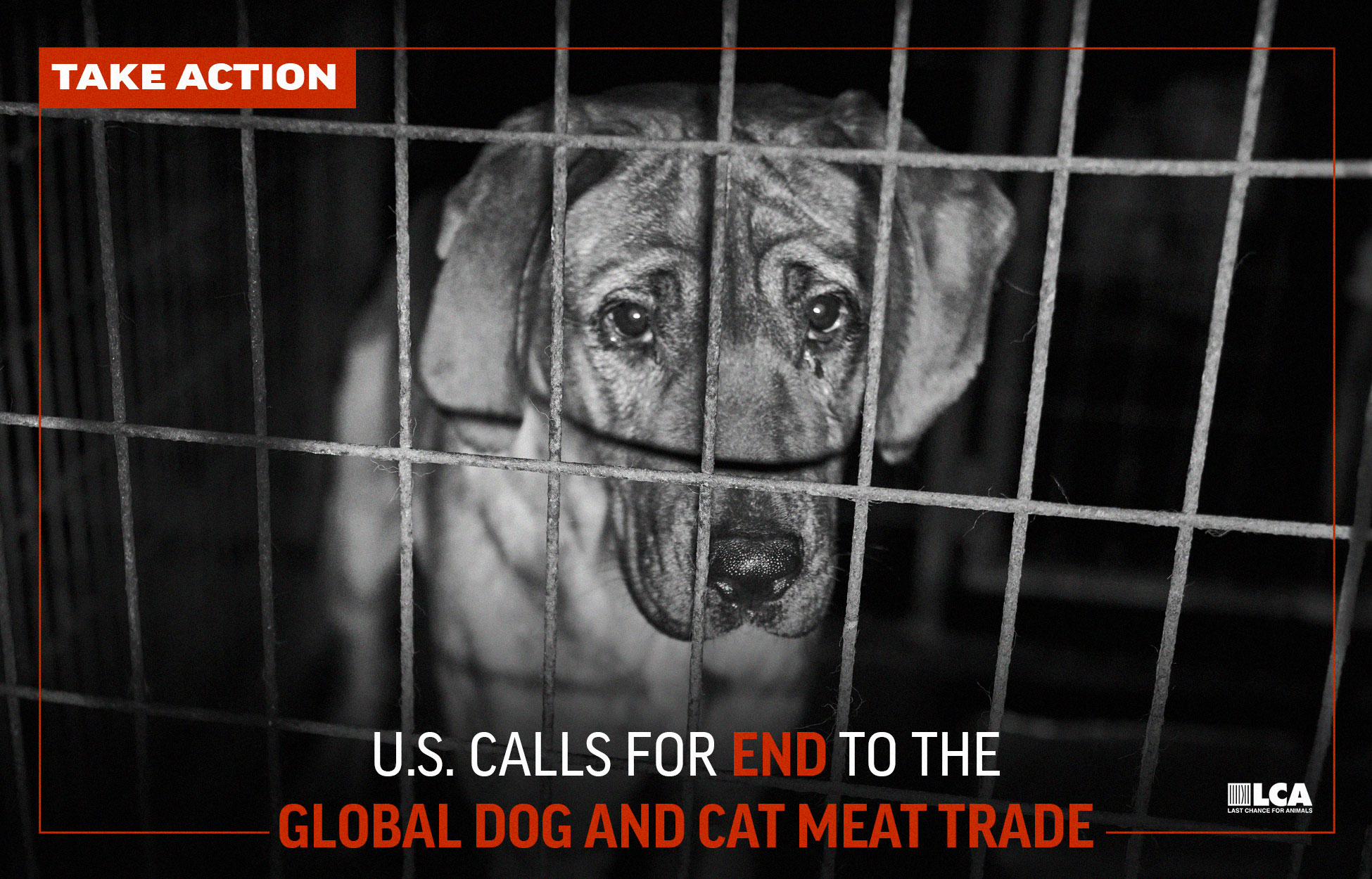Take Action - US Calls for End to Global Dog and Cat Meat Trade
