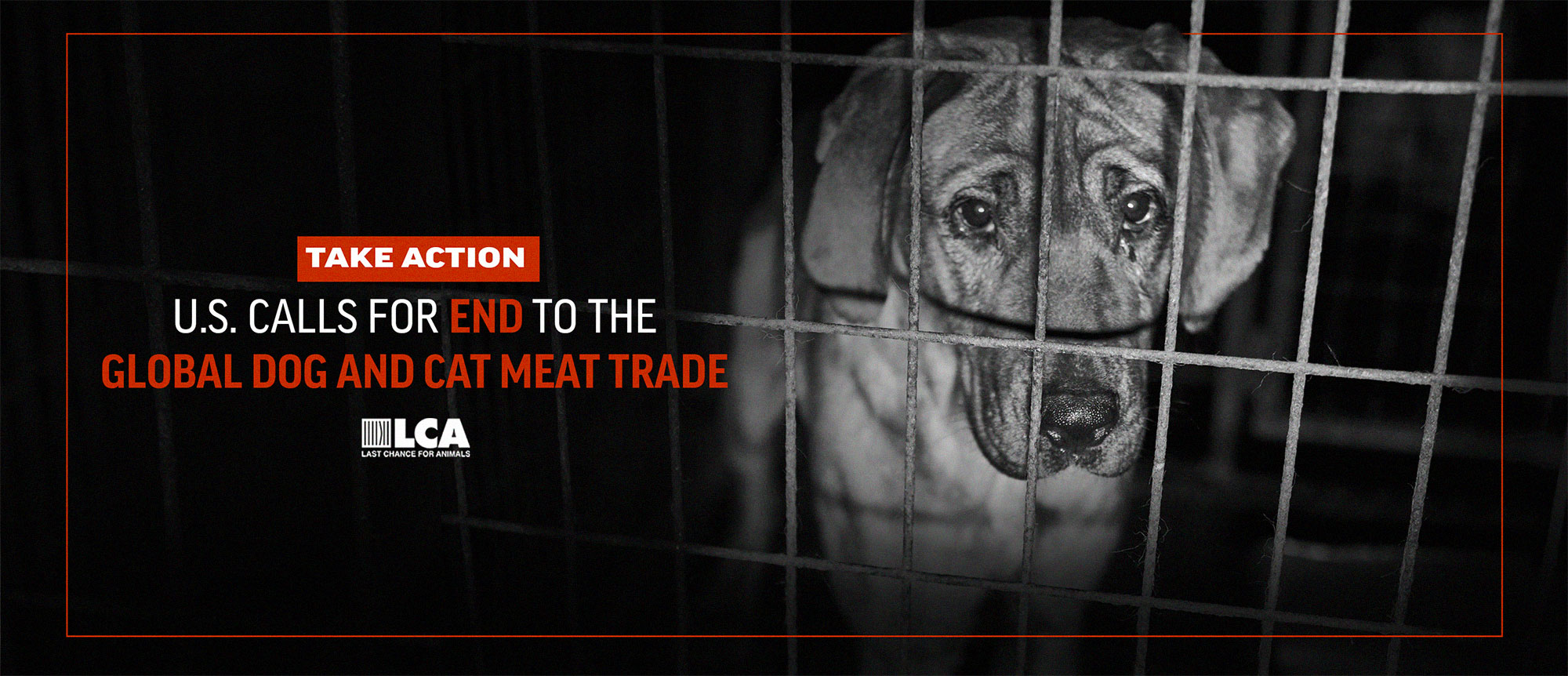 US Dog Meat Resolution take action