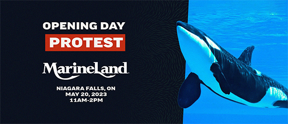 Marineland Canada Protest May 20th 2023