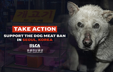 Support the Dog Meat Ban in Seoul Korea