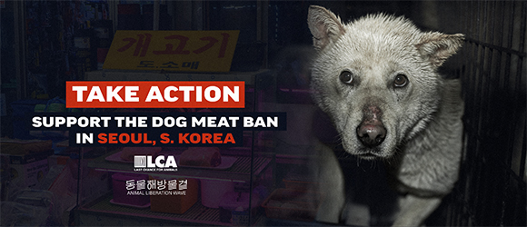 Support the dog meat ban