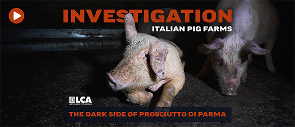 Italian Pig Farm Investigation Video