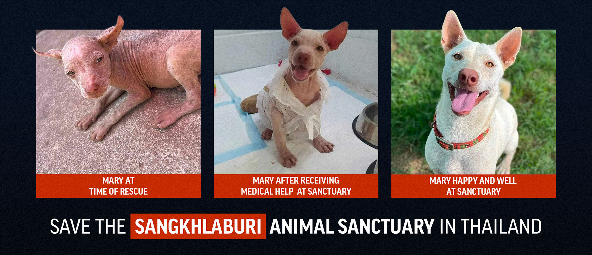 Thailand Animal Sanctuary Needs Help