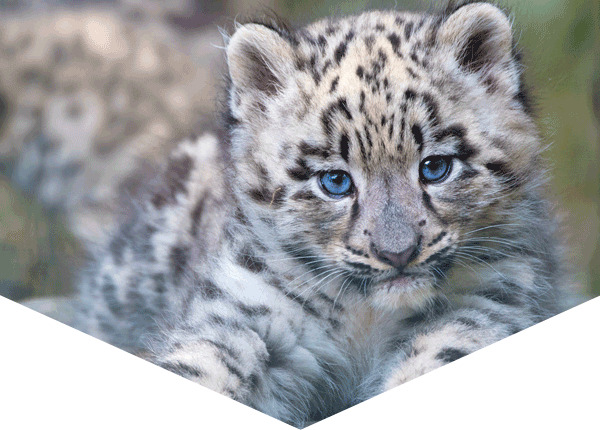 snow leopard cub looking at the camera