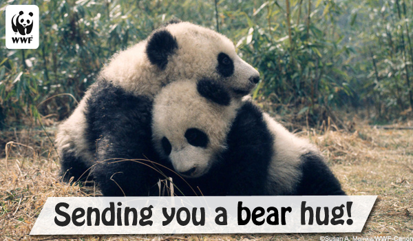 Ecard shows two giant panda cubs together and says 