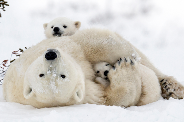 Polar bears in the snow