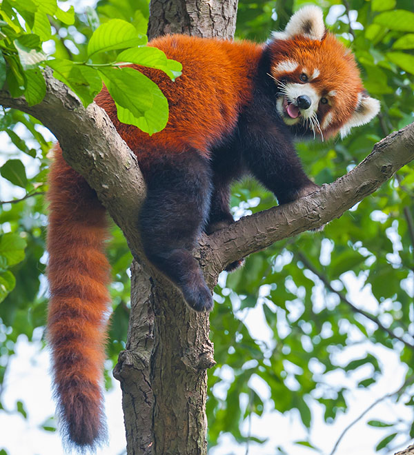 Red panda standing on tree branches