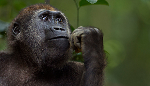 Western lowland gorilla looking to the sky, pondering